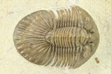 Scabriscutellum Trilobite With Axial Spines - Morocco #283760-1